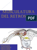 Musculatura Retrosoma