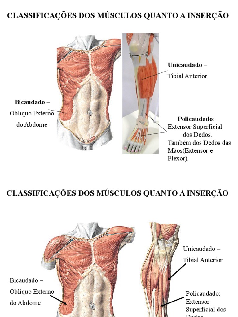 Classificação dos Músculos por Inserção | PDF | Músculo esquelético | Nervo