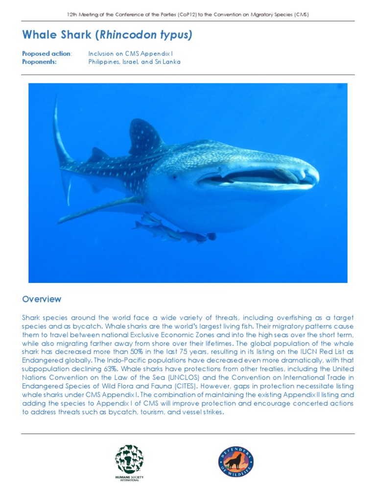 Whale Shark Fact Sheet | PDF | Sharks | Cites