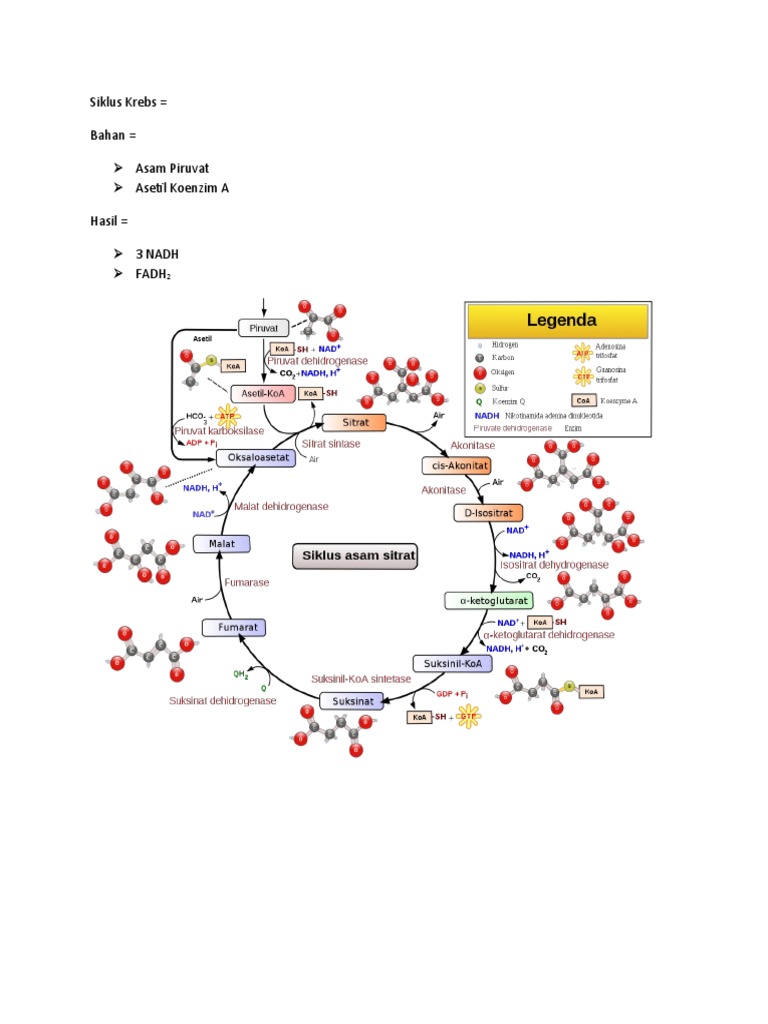 Siklus Krebs & Transfer PDF