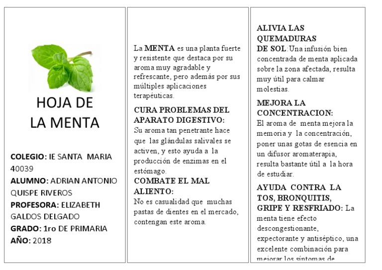 Hoja de La Menta Alivia Las Quemaduras DE SOLUna Infusión Bien PDF
