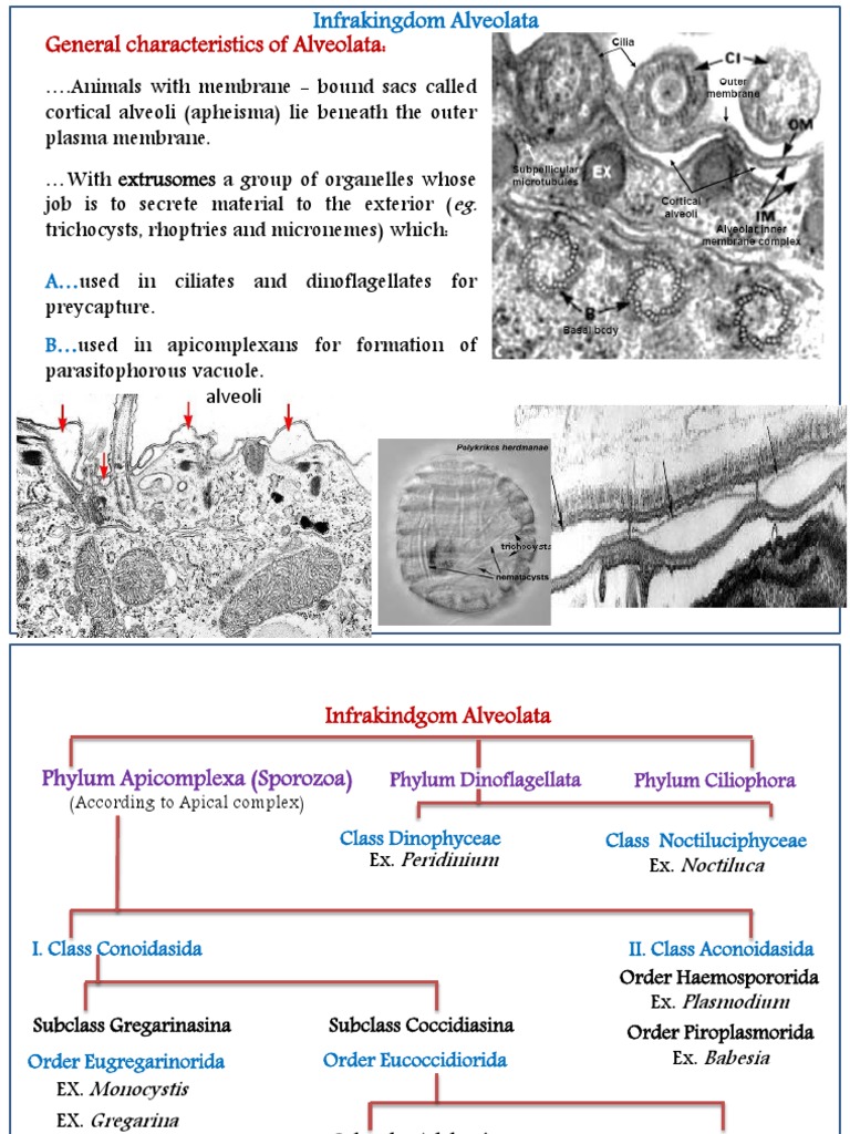 General Characteristics of Alveolata | PDF | Medical Specialties | Biology