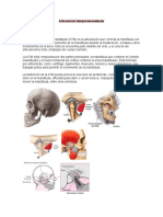 ARTICULACIÓN TEMPOROMANDIBULAR (Oclusion)