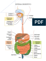 Sistema Digestivo
