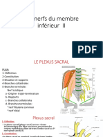 Anatomie - Les Nerfs Du Membre Inférieur II