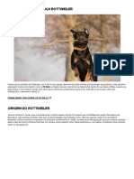 Guia completo sobre a raça Rottweiler: cuidados, comportamento e mais