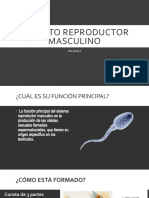 Aparato Reproductor Masculino