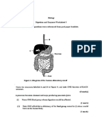 Digestion and Enzymes Worksheet 3 (1) - 1