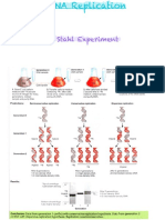 DNA Replication