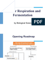 Lecture 10 Cellular Respiration