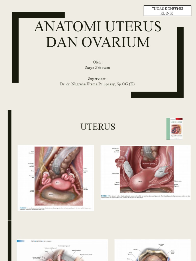 Uterus and Ovary Anatomy Overview | PDF