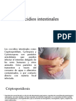 Coccidios intestinales: causas, síntomas y tratamiento