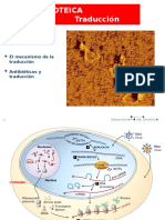 Síntesis proteica: traducción y regulación