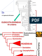 Aula Teorica 10 - Eudicots - RosideasFabideas - 2016