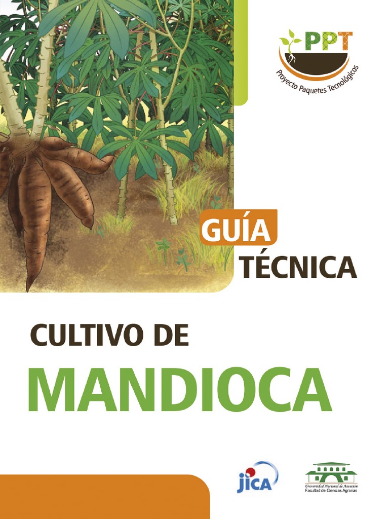 Cultivo de La Mandioca PDF Agricultura Fertilizante