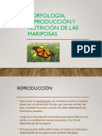 Morfología, Reproducción y Nutrición de Las Mariposas