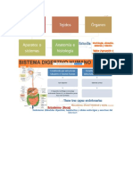 Anatomia Sistema Digestivo