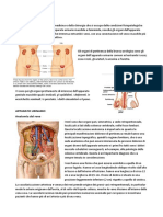 Urologia 