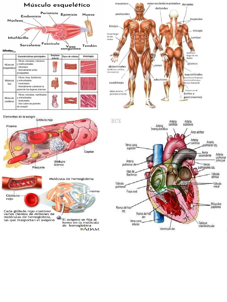 cdes-pdf