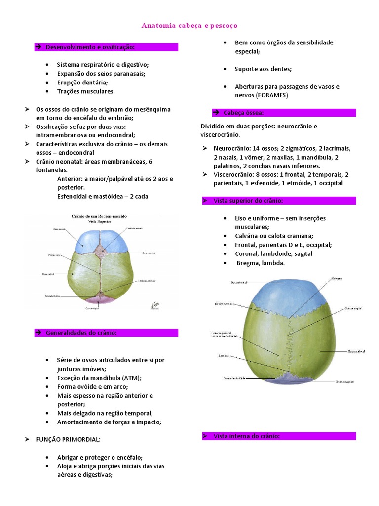 Anatomia Cabeça E Pescoço Pdf Crânio Anatomia