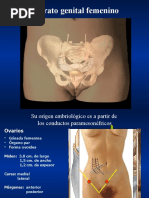 Netter's Pediatrics (Florin) 1 Ed (2011) (001-060) .En - Es | PDF