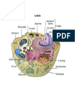 La Célula