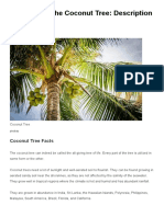 Coconut Tree Facts: Description, Uses, Benefits & More