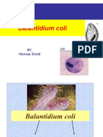 Balantadium Coli