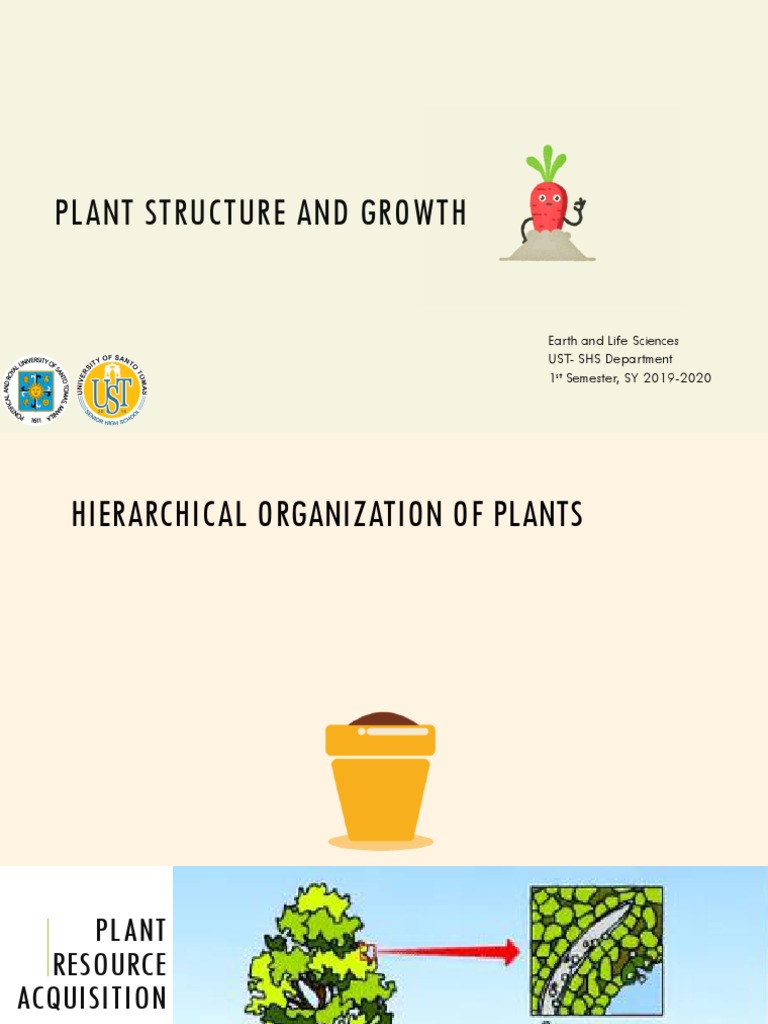 1 Plant Structure and Growth PDF Root Plant Stem
