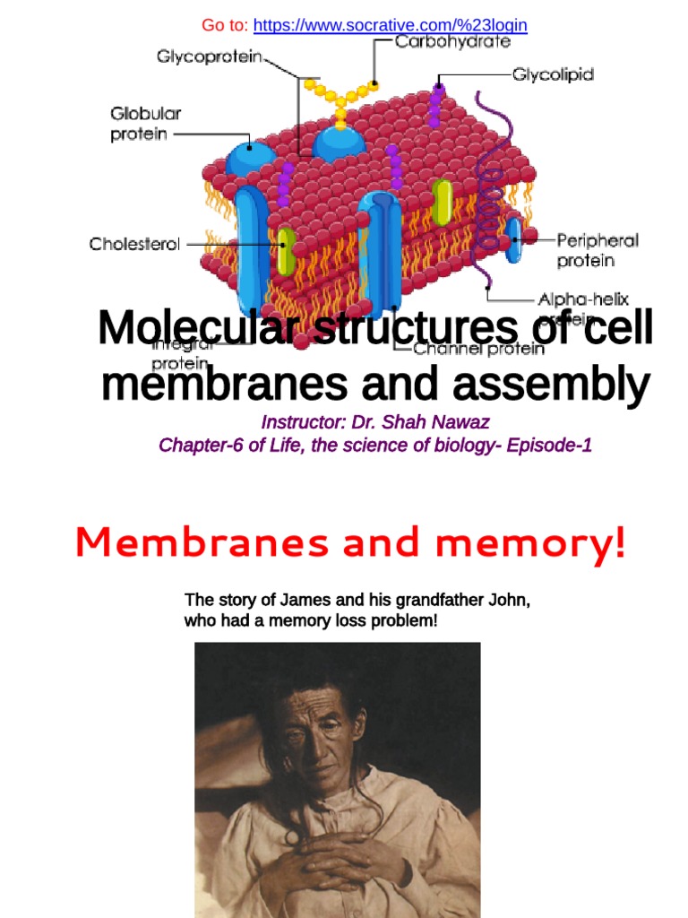 Cell Membranes (20025) | PDF | Cell Membrane | Cell (Biology)