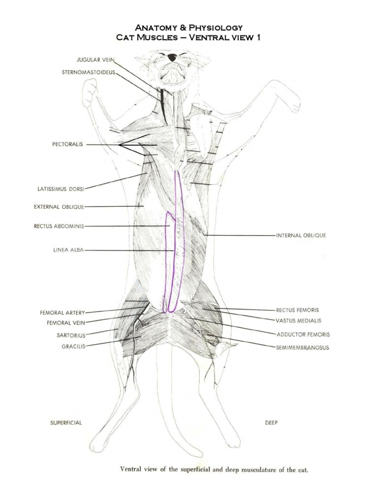 Cat Muscle Diagrams PDF