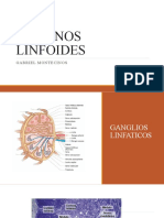 Organos Linfoides
