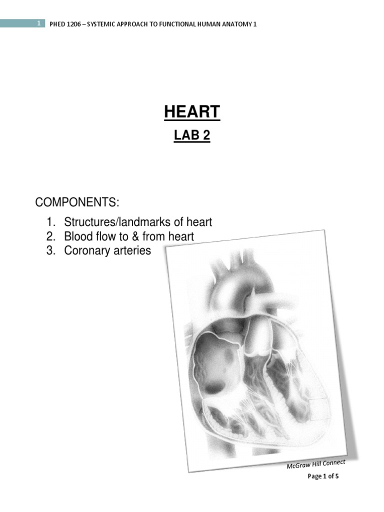 Lab 2 The Heart Pdf Heart Valve Coronary Circulation