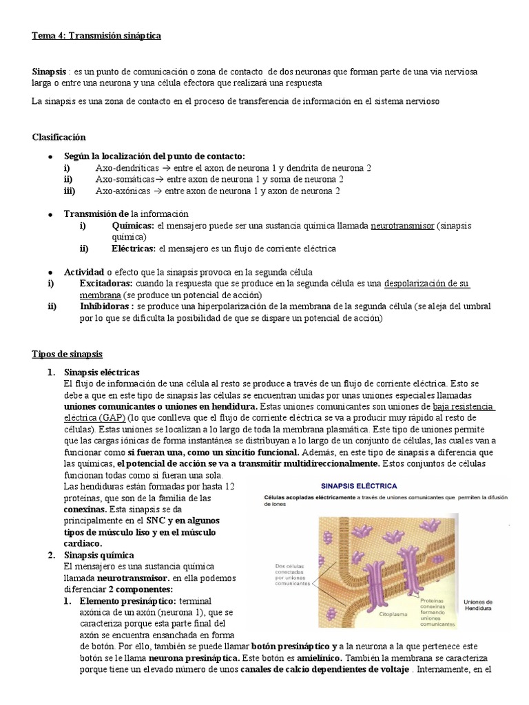 Tipos y Funciones de la Sinapsis Neuronal | PDF | Sinapsis | Neurona