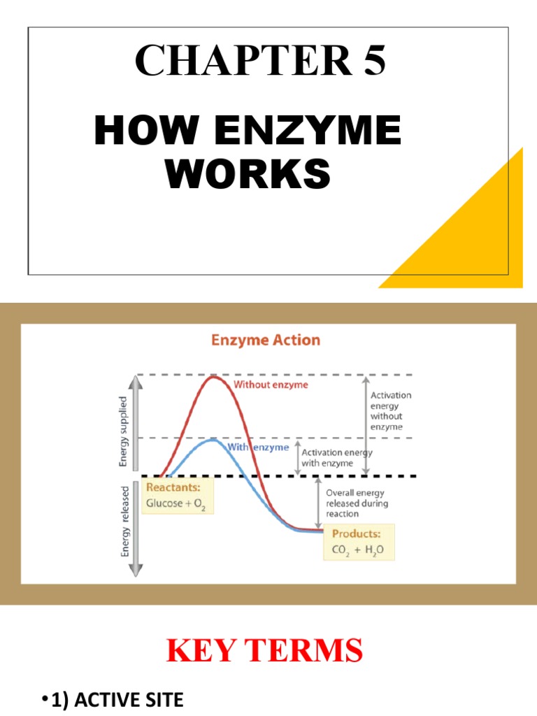 ENZYMES PDF