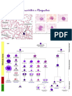 3 Leucócitos e Plaquetas