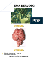 Sistema Nervoso Fundo Branco 2-2022