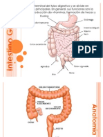 Intestino grueso: estructura y funciones