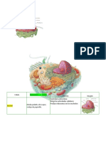 Partes de La Celula