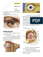 Tema 1.2 - Anatomía Del Globo Ocular - Reumen