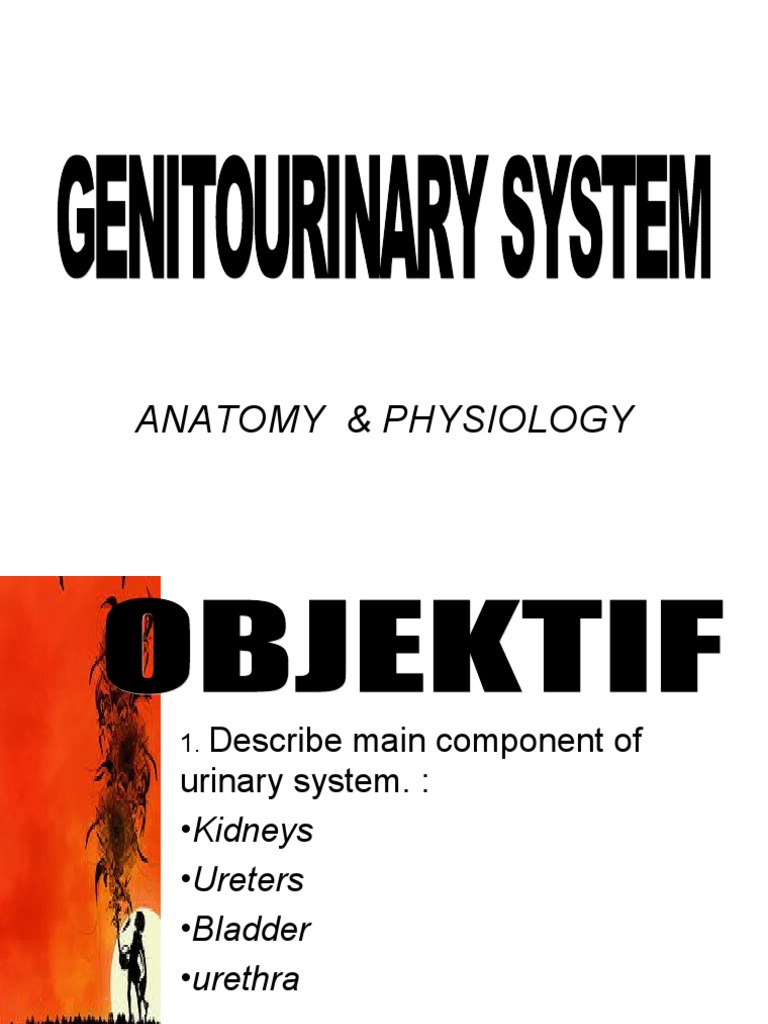 URINARY SYSTEM PARTS AND FUNCTIONS PDF visual data 7