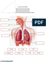 Sistem Pernapasan Manusia