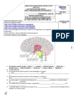 3bgu Q2P3 Sistema Nervios 1