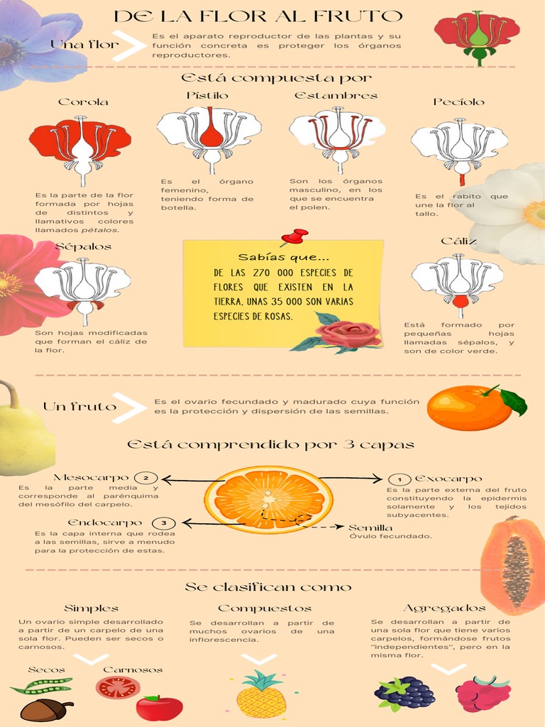 De la Flor al Fruto: Estructura y Función | PDF | Fruta | Flores