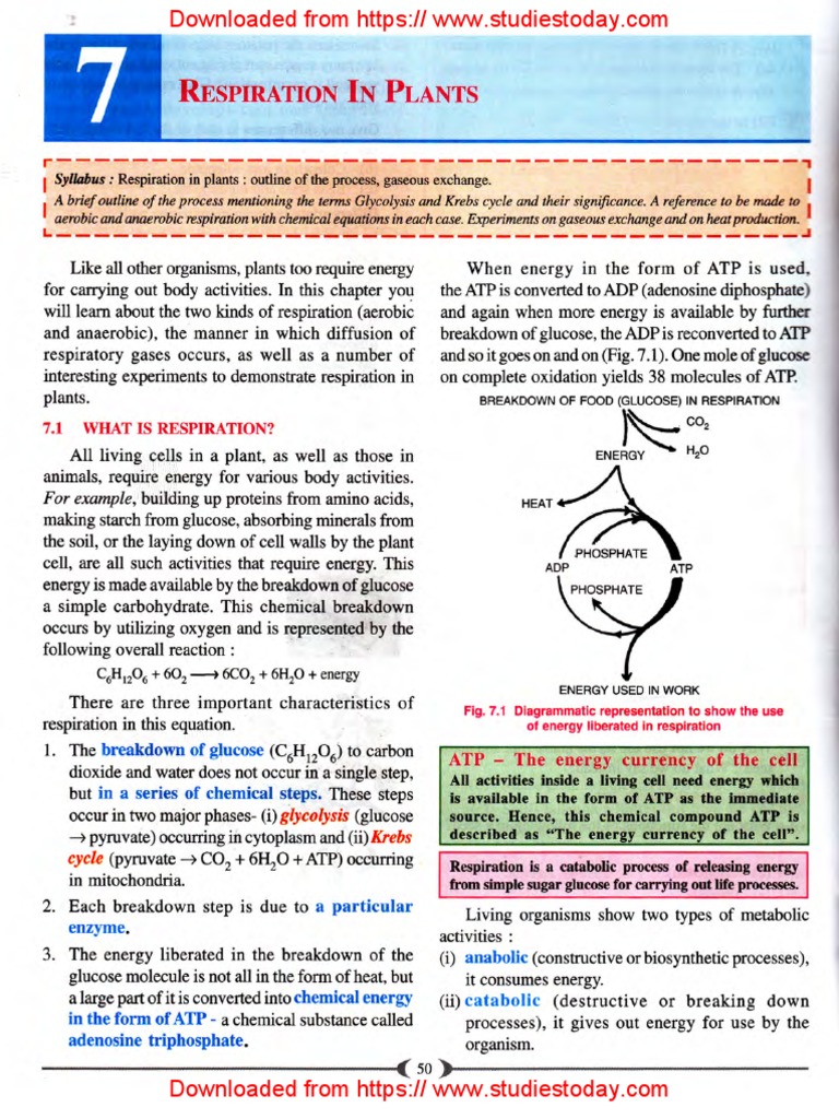 Class 9 ICSE Respiration in Plants Notes | PDF