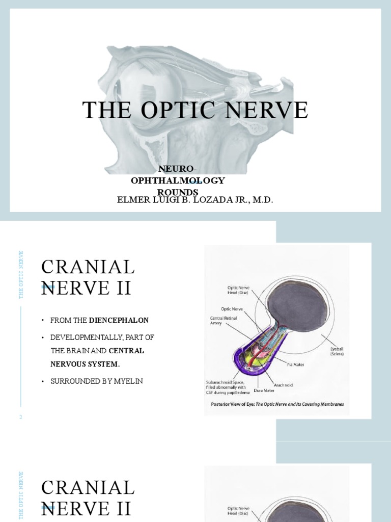 The Optic Nerve v.1 | Download Free PDF | Retina | Nerve