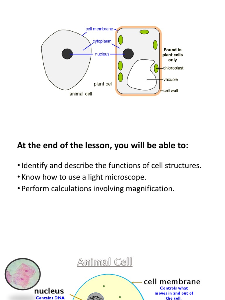 Cell Magnification Calculation – OZYSP
