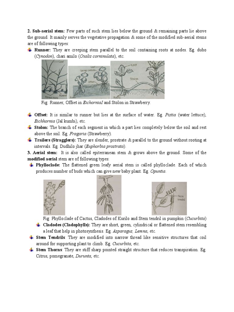 Types Of Modified Leaves