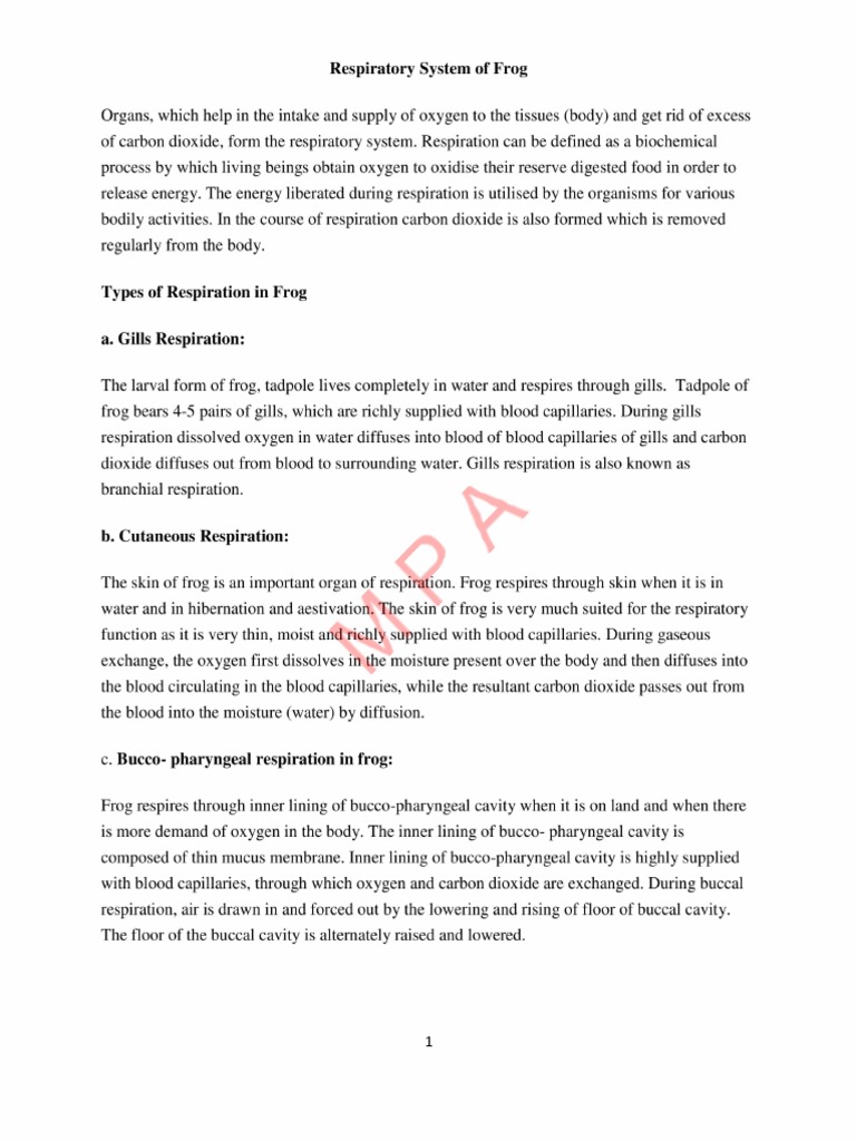Respiratory System of Frog Note 1 | PDF