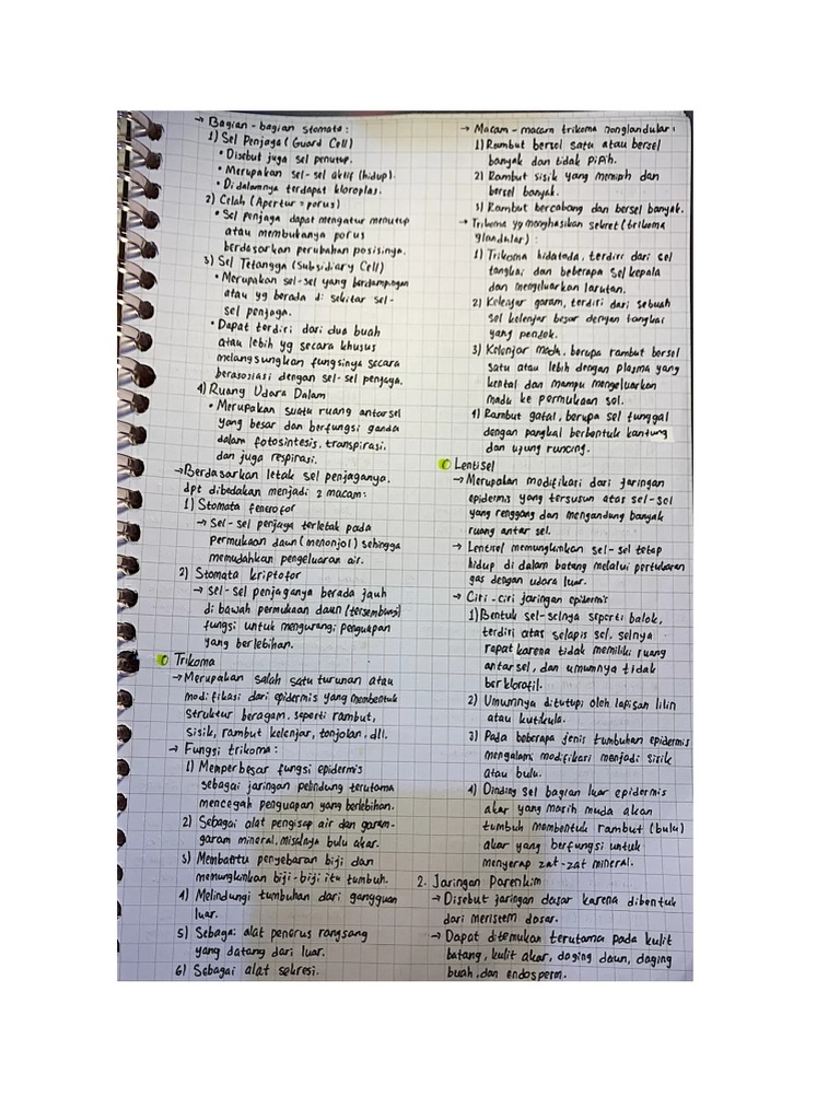 Jaringan Pada Tumbuhan | PDF